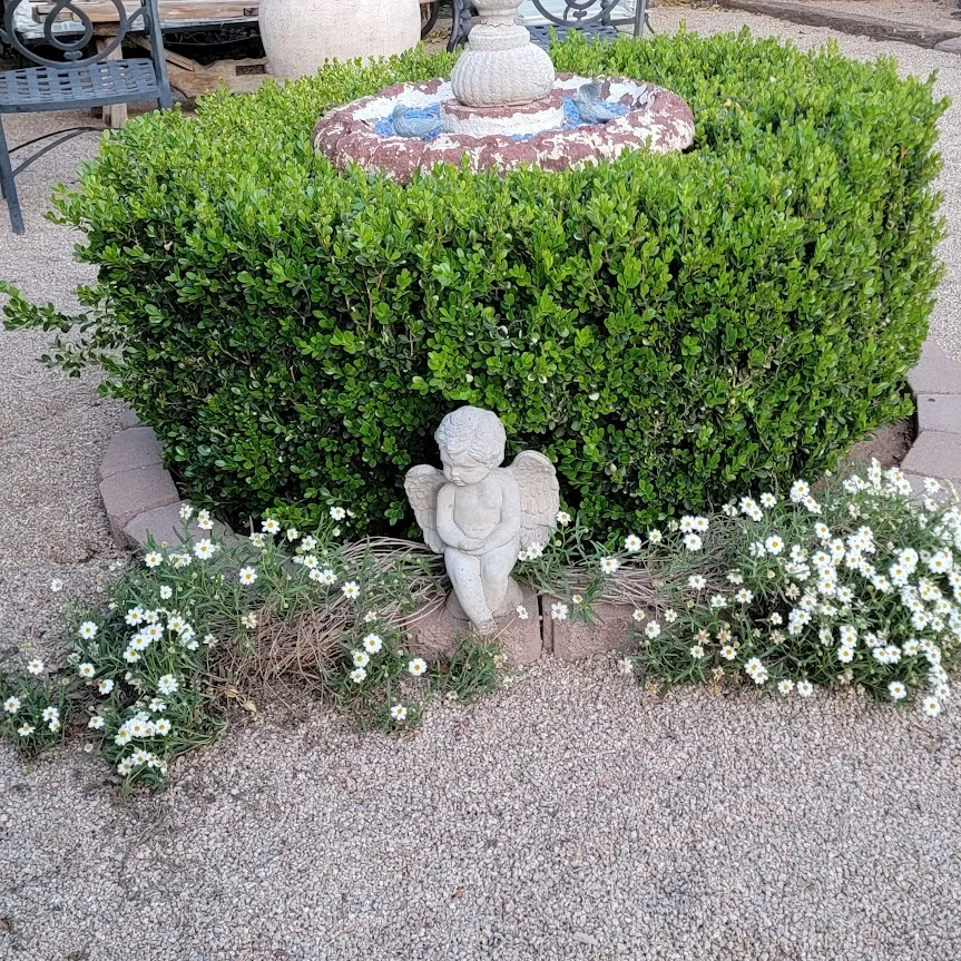 Cherub and Blackfoot daisies at the Paradise Valley French Garden