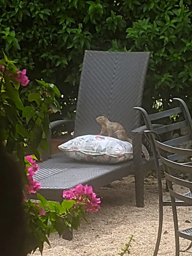 Guests relaxing outdoors in the Paradise Valley French Garden