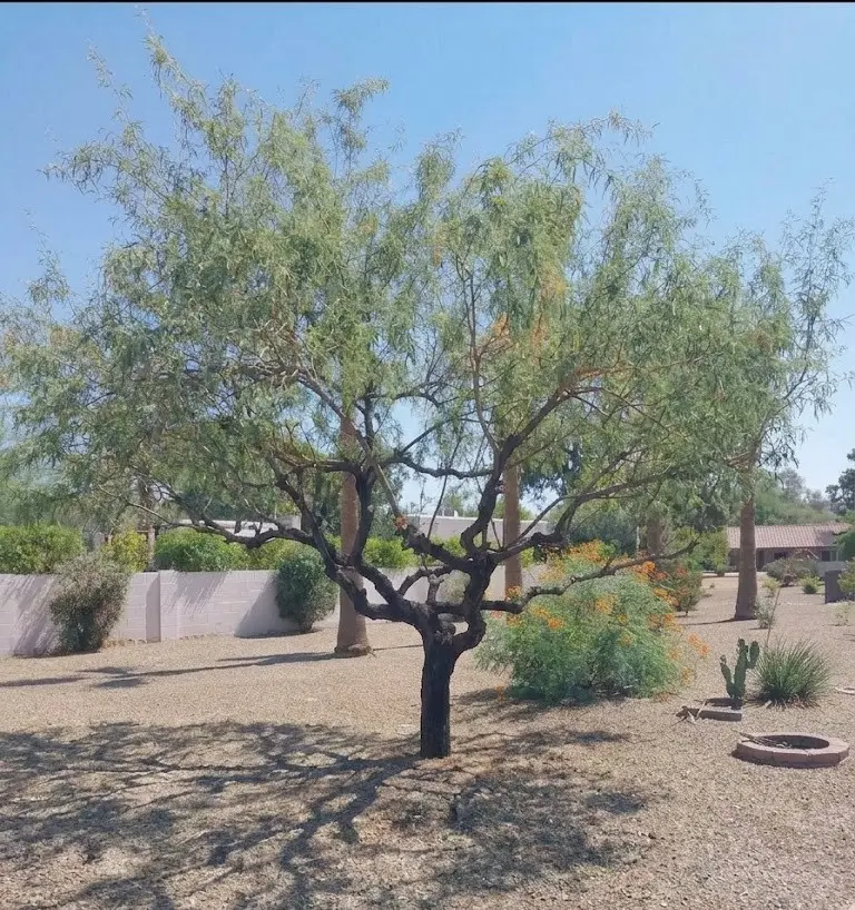 Freshly trimmed and shaped desert tree in a gravel yard after a Leaf and Stone pruning